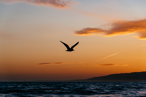 Bird flying over the ocean into the sunset