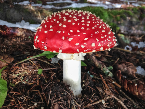 Fly agaric mushroom