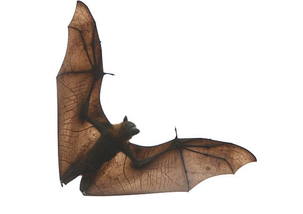 pipistrello della frutta - bat fruit bat mammal australia foto e immagini stock