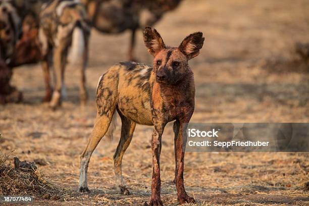 Perro Salvaje Africano Foto de stock y más banco de imágenes de Aire libre - Aire libre, Animal, Animales cazando
