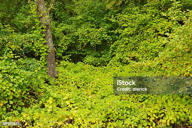 네이쳐향 울창한 포레스트 나뭇잎색 0명에 대한 스톡 사진 및 기타 이미지 - 0명, 가을, 나무