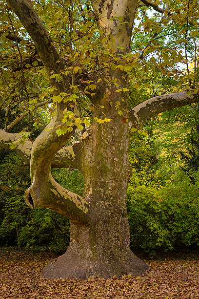 sycamore tree in the autumn