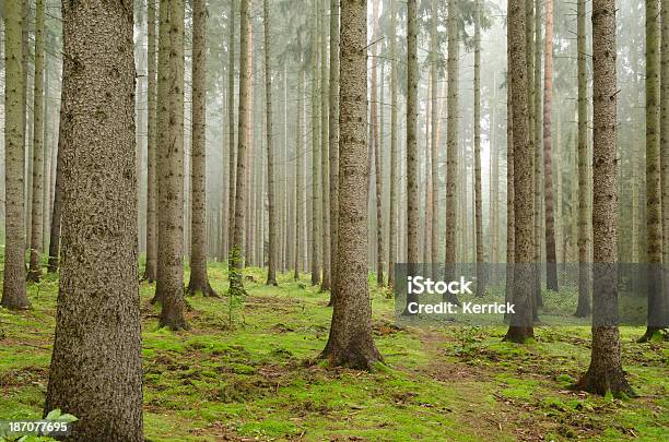 Nebel In Einem Pinienwald Stockfoto und mehr Bilder von Baum - Baum, Dunkel, Fotografie