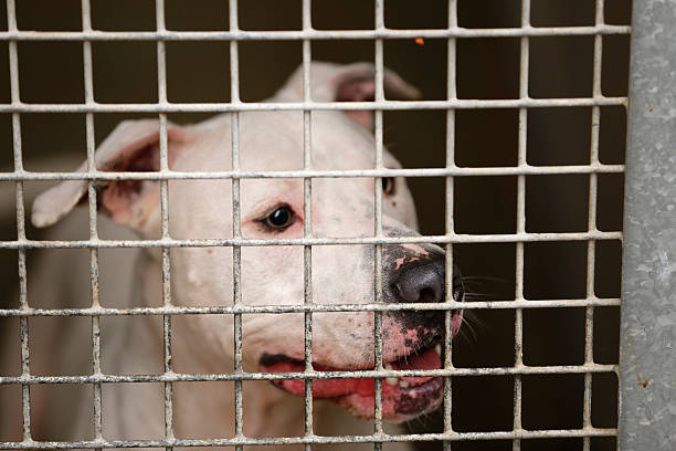 istock Homeless dog behind bars in a shelter 187077710