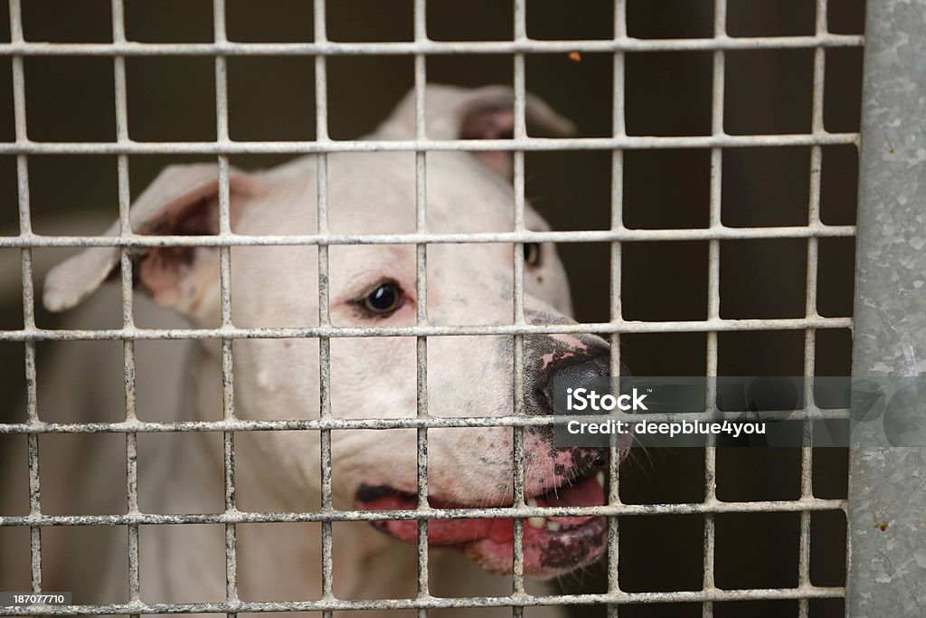 Desalojados cachorro atrás das grades em shelter - Foto de stock de Amizade royalty-free