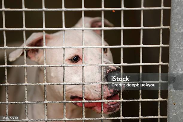 Foto de Desalojados Cachorro Atrás Das Grades Em Shelter e mais fotos de stock de Amizade - Amizade, Animal, Animal de estimação