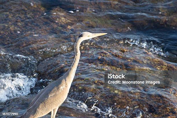 Garçacinzenta Da Ligúria Itália - Fotografias de stock e mais imagens de Animais caçando - Animais caçando, Animal, Animal selvagem