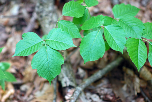 Poison ivy growing in its natural state in a forest.
