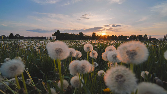 A meadow of dandelions on a summer evening at sunset.