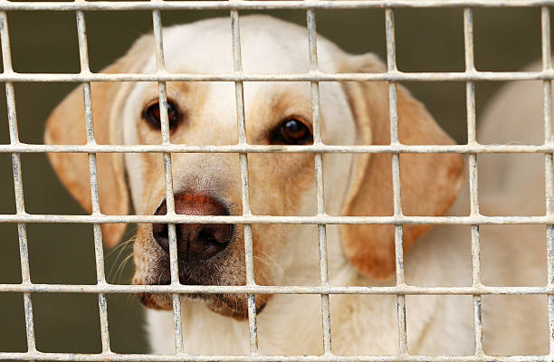 istock Homeless dog behind bars in a shelter 187078113
