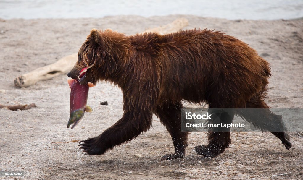 Бурый медведь - Стоковые фото Горбуша роялти-фри