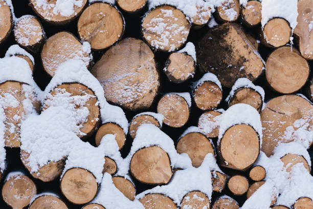 pile of chopped wood covered with snow - lumber industry cold day forest imagens e fotografias de stock