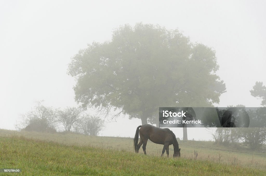 Pferd beim Grasen foggy und regnerischen Tag im Herbst - Lizenzfrei Pferd Stock-Foto