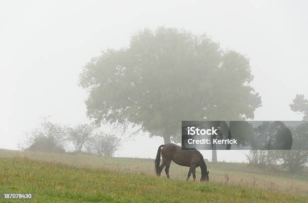 Pferd Beim Grasen Foggy Und Regnerischen Tag Im Herbst Stockfoto und mehr Bilder von Pferd