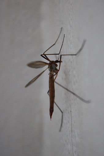 Cranefly indoors on a white wall, also known as Daddy longlegs, common insect seen in summer