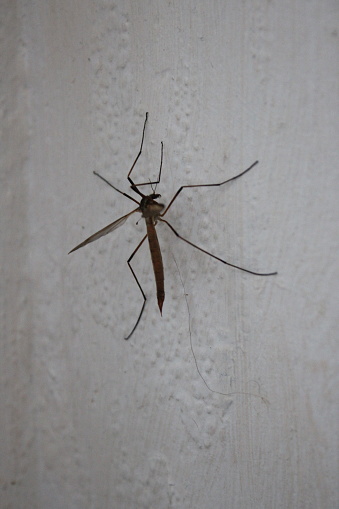 Cranefly indoors on a white wall, also known as Daddy longlegs, common insect seen in summer