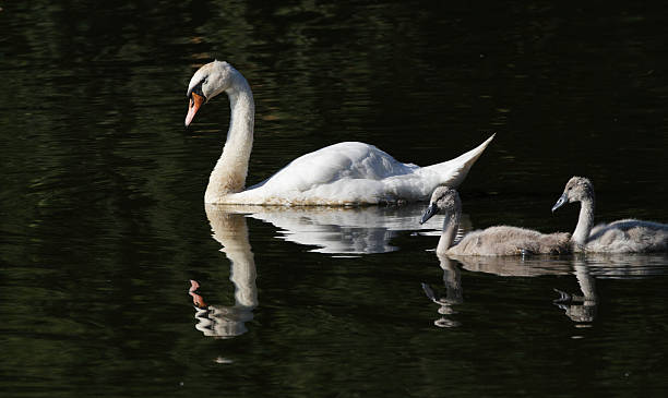 istock Parent swan and cygnets reflecting 187078569