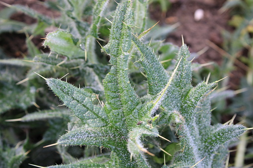 Up close picture of leaves from a Spear Thistle weed, scientific name Cirsium vulgare
