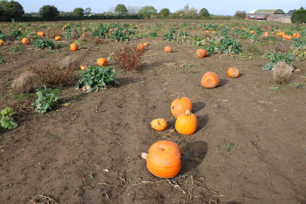 istock Muddy field full of ripe pumpkins 1870785875