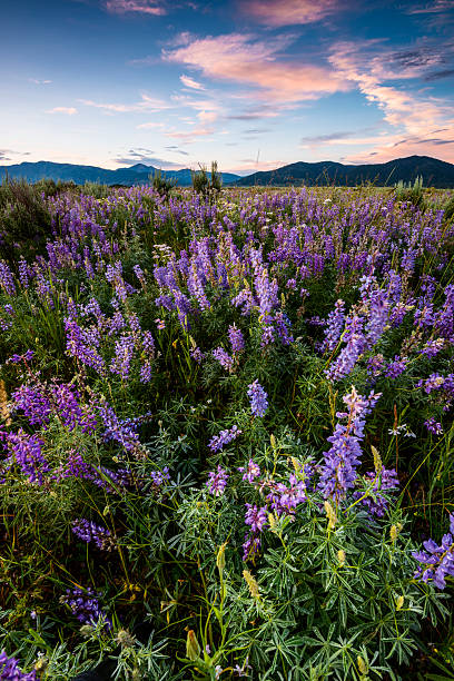 Landscape view foreground of purple flowers during summer from High Road to Taos of mountains and village called Truchas
