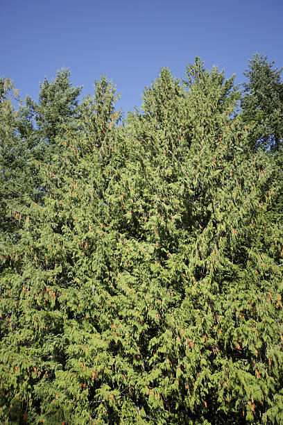 istock green trees with clear blue sky in the forest 187078861