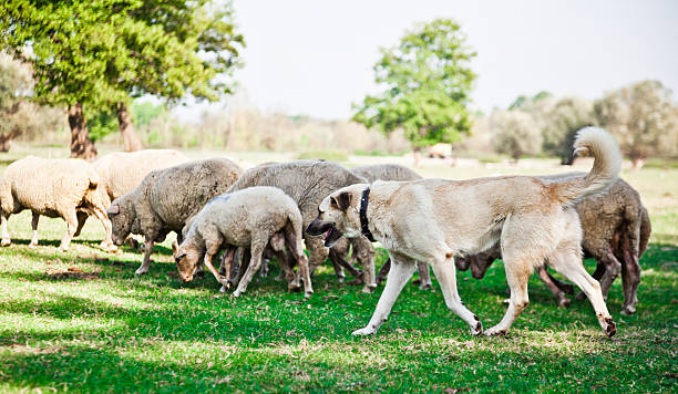 Sheep and Dog  kangal dog stock pictures, royalty-free photos & images