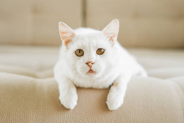 istock A white cat, who was sheltered with a sore eye, is lying on the couch 1870789286