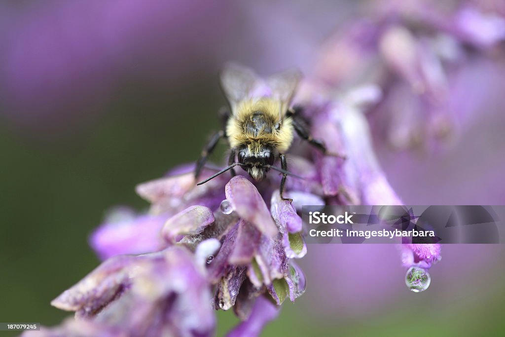 Dans le jardin - Photo de Abeille libre de droits