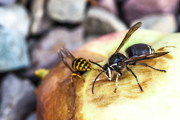 Yellow jacket wasp eating sweet apple that has fallen from the tree and rotting