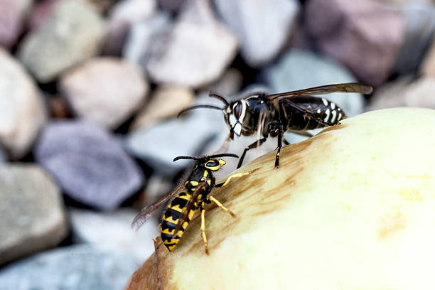 The hornet seems to be winning, as the yellow jacket backs out of his way.