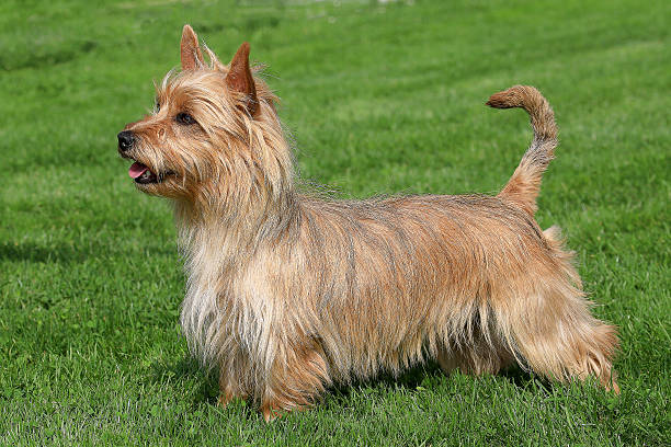 istock Australian Terrier on a green grass lawn 187080350