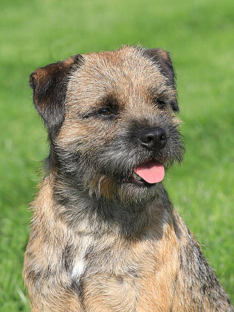 Border terrier on a green grass lawn The typical Border Terrier in a garden border terrier stock pictures, royalty-free photos & images