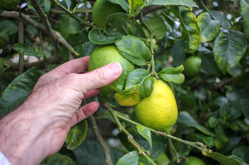 Citrus Embrace: Touching Vibrant Lemons on the Lemon Tree