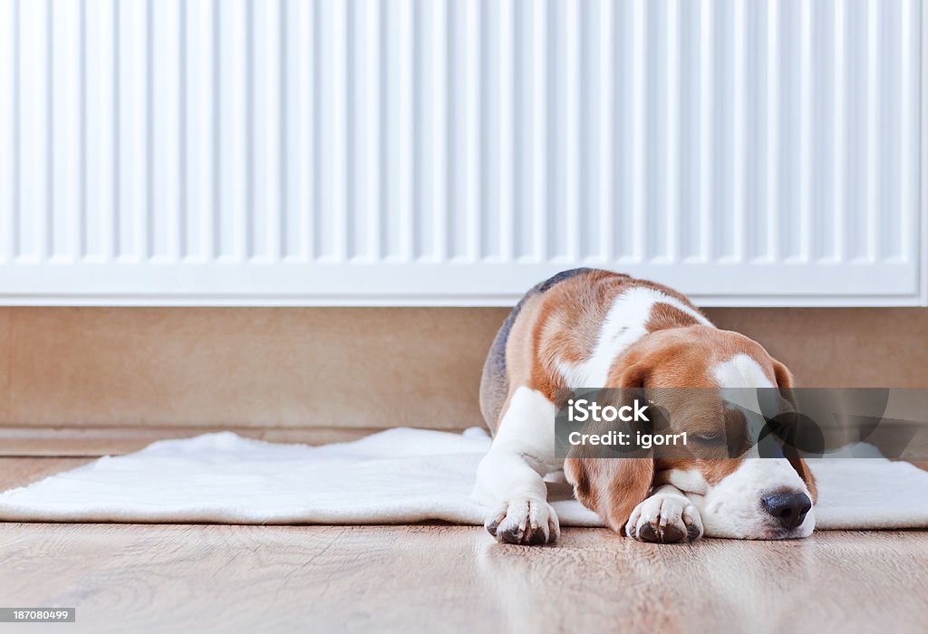 dog has a rest  near to  warm radiator The dog has a rest on wooden to a floor near to warm radiator Radiator - Heater Stock Photo