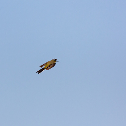 Side view close-up of a single male Western yellow wagtail (Motacilla flava) flying  with open mouth and wings closing on an early sunny summer morning with a clear blue sky, part of series 2/3

[in the Netherlands the Yellow Wagtail is on the Red List of Threatened Species]