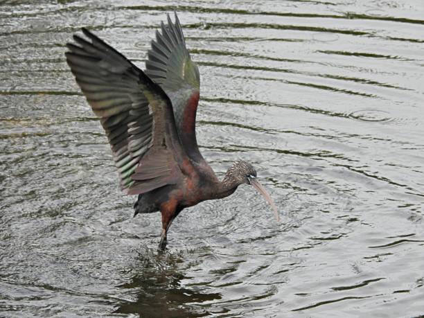 istock Glossy Ibis (Plegadis falcinellus) - foraging in the lake 1870811415