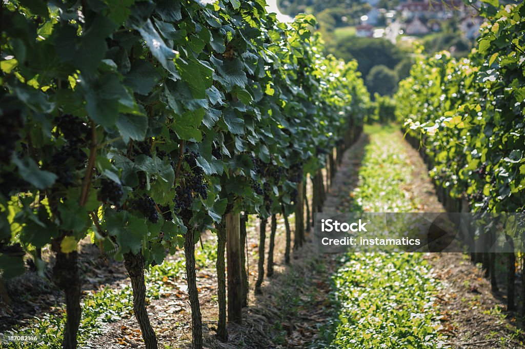 Vignoble en Allemagne - Photo de Abrupt libre de droits