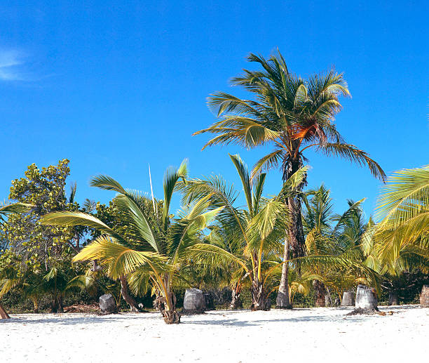 istock Tropical island with palm trees 187082369