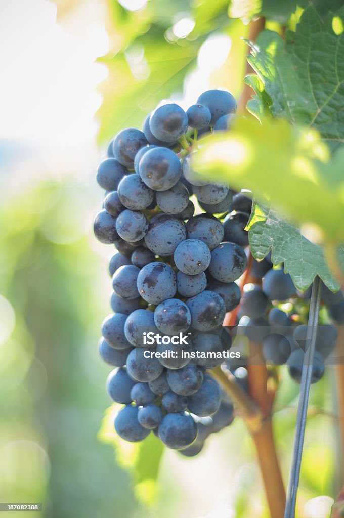Niebieski winogron - Zbiór zdjęć royalty-free (Bez ludzi)