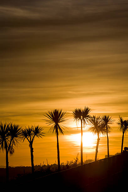 Palm Tree Orange Sunset Upright Evening Sky Autumn Sunset In Boscombe, England. UK boscombe photos stock pictures, royalty-free photos & images