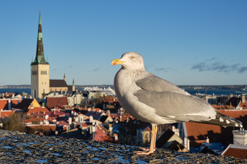 Sea gull against the panoramic view of old town Tallinn, Estonia.