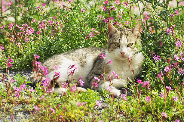 flower cat stock photo