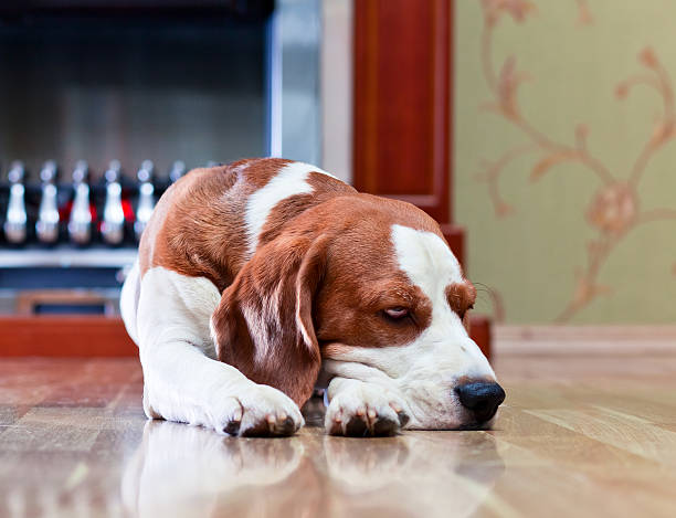 istock The dog has a rest near to  fireplace 187083225