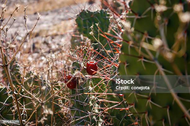 Cactus Stockfoto und mehr Bilder von Amerikanische Kontinente und Regionen - Amerikanische Kontinente und Regionen, Ausgedörrt, Botanik