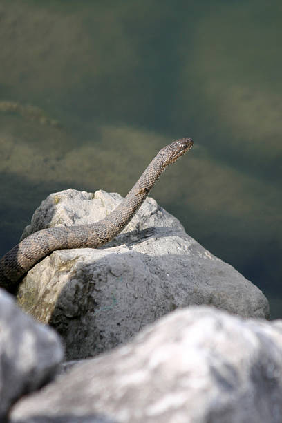lago erie-de-água - water snake imagens e fotografias de stock