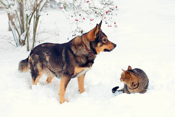 istock Dog and cat playing in the snow 187083429