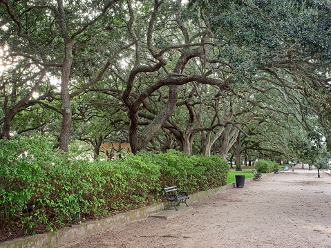 Southern oak trees provide a canopy over the sidewalk at South Battery street in old town Charleston. White Point garden at the south end of the peninsula provides shade for numerous war memorials and a view of old town Charleston South Carolina.