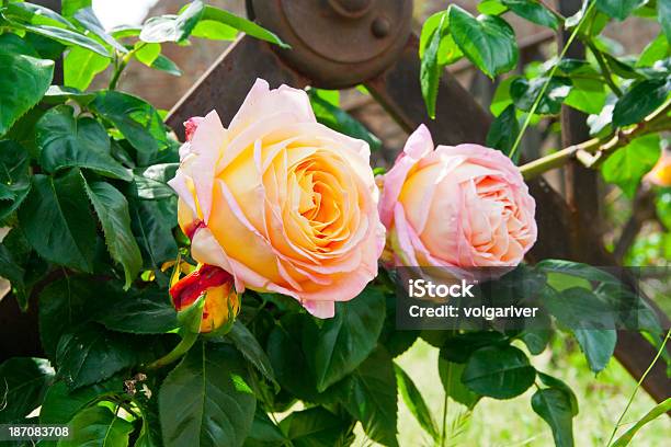 Photo libre de droit de Belle Rose Jaune De Roses Dans Un Jardin banque d'images et plus d'images libres de droit de Arbre en fleurs - Arbre en fleurs, Beauté de la nature, Botanique