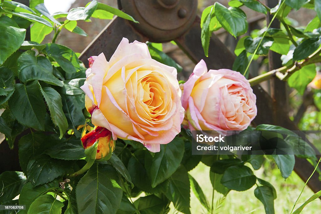 Piękny żółty Różowe Róże w ogrodzie. - Zbiór zdjęć royalty-free (Bez ludzi)