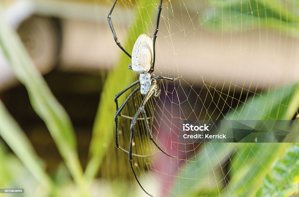 Nephila edulis o araña australiana en Bali - Foto de stock de Animal libre de derechos